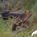 2015 rut