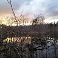looking for beaver...