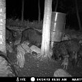 Wild boars