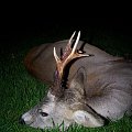 Roe buck