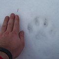 Lynx - the big one...