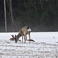 Roe buck
