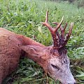 8 pointer.