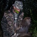 First moose. Exchangehunt 2014.