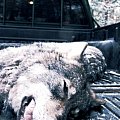 Wolf hunting