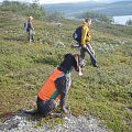 Grouse/Ptarmigan hunting in the scandinavian alps.
