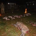Game parade for a driven hunt close to Plzen