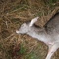 Fallow deer calf close to Nyköping Sweden.
