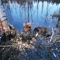Last bite of the beaver.
