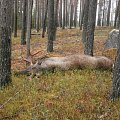 October 2014 moose hunt with dogs.