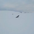 Its tough to be a dog in 1.3m of snow.