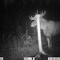 From my huntingarea in north Sweden