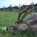 Results from some of my swap hunt guests in England