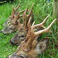 Results from some of my swap hunt guests in England