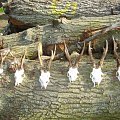 Results from some of my swap hunt guests in England