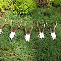 Results from some of my swap hunt guests in England