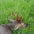 Results from some of my swap hunt guests in England