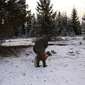 some of my own hunts home and abroad