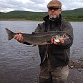 Salmon of Tana river