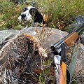 Female capercaillie retrived by Mosku 6 month.