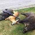 Hunting roebucks in South of sweden, just 20min in the high set.