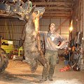 Nice boar shoot on my hunting area.