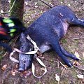And a sow for the dog ..