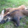 Roebuckhunting 1hour in the huntingtower gave one small buck and one small boar.