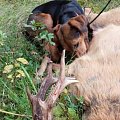 Old roebuck shoot for one of my terriers