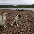 Setters by Tana river 