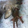 Nice roebuck shoot for one of my terriers on a driven hunt