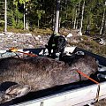 Moosehunting on my hunting area in south of sweden